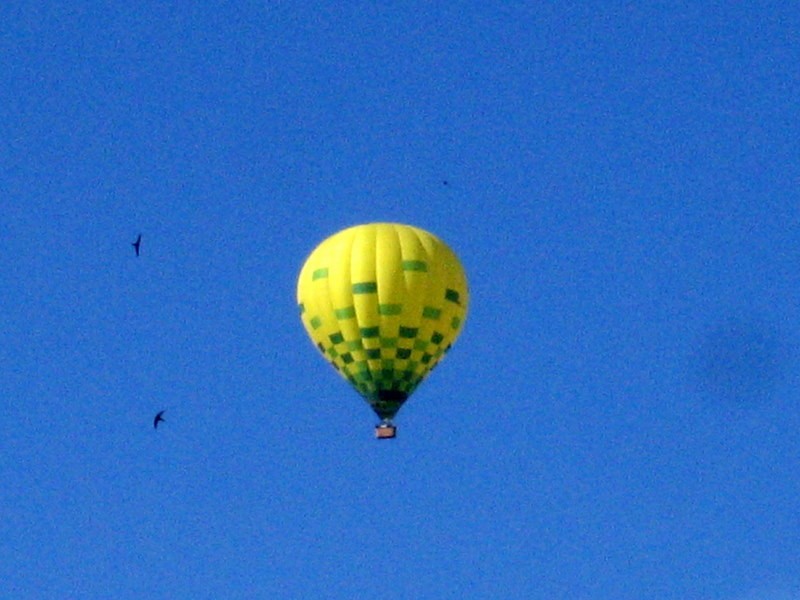 golondrinas aerostaticas