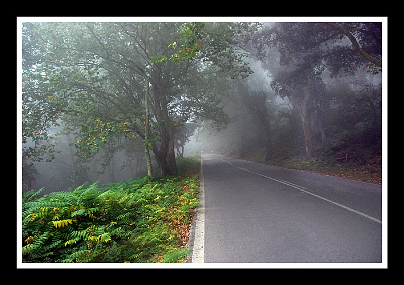 Potente Niebla