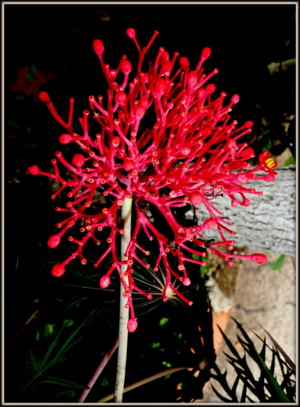 FLOR ROJA 3