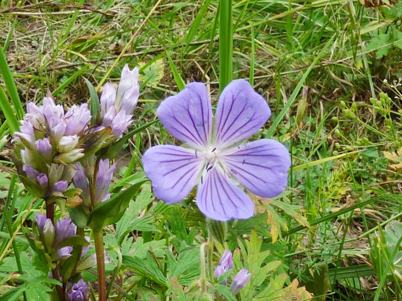 Flor espontnea