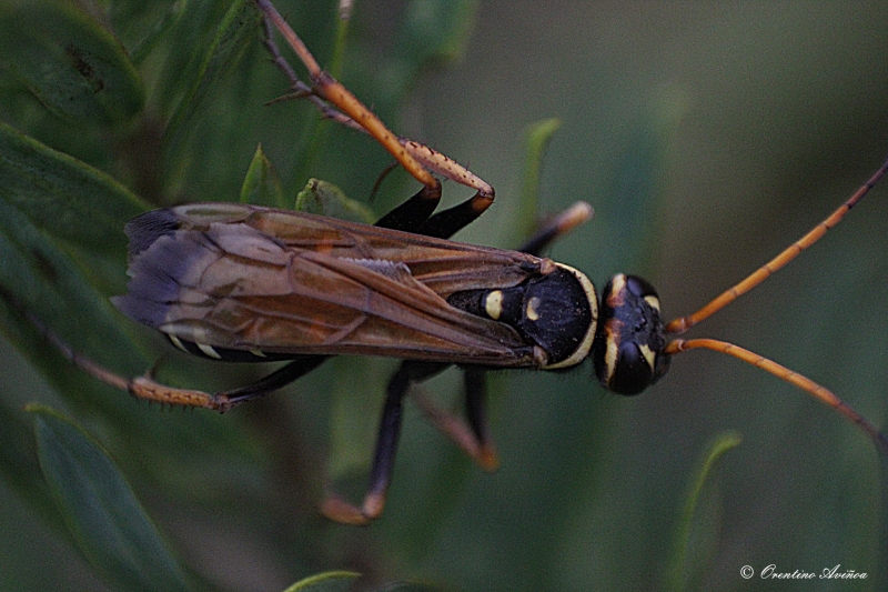 Depredadora