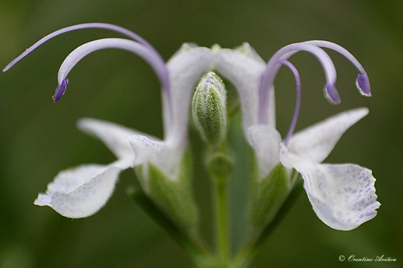 Flor de romero 01