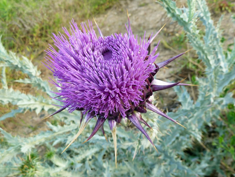 Flor de cardo abriendo