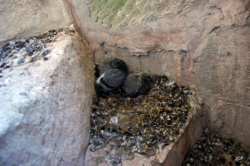 Habitantes del campanario