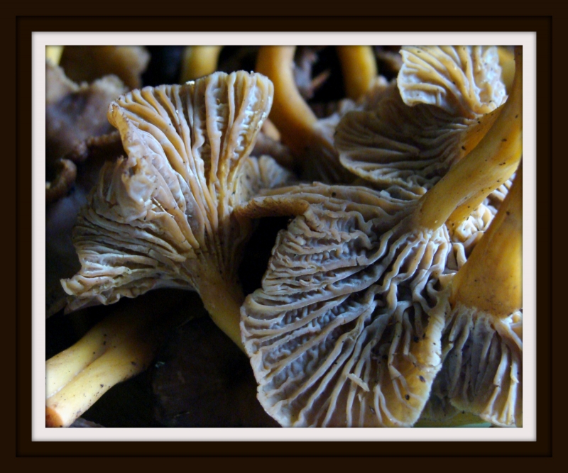 Cantharellus