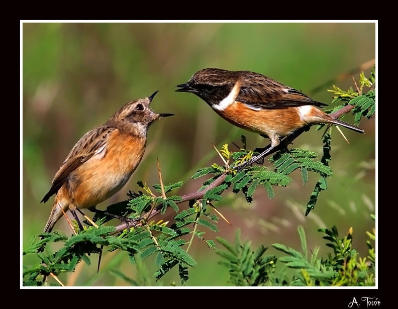 Pelea de tarabillas1