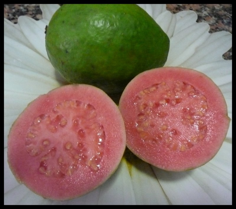 GUAYABA