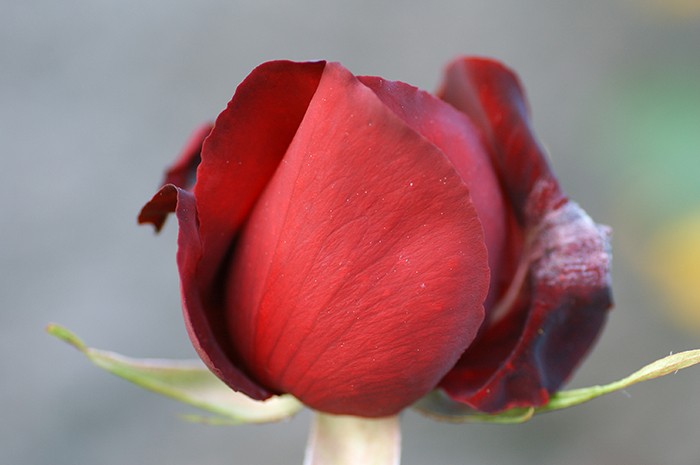 La textura de la rosa