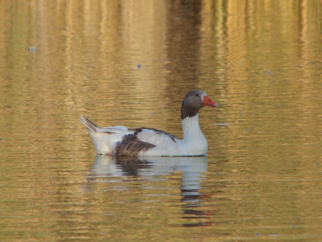 pato