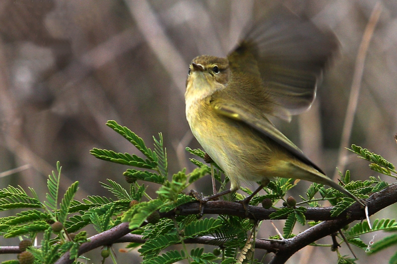 Mosquitero