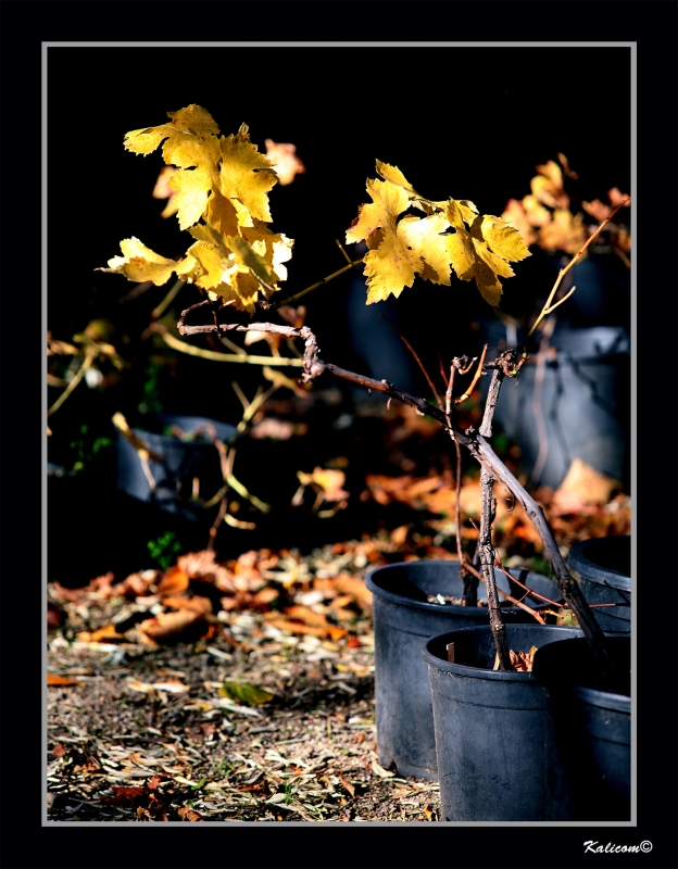 EN EL VIVERO