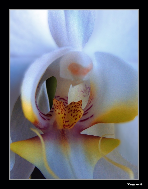 LA FLOR DE LA ABUELA