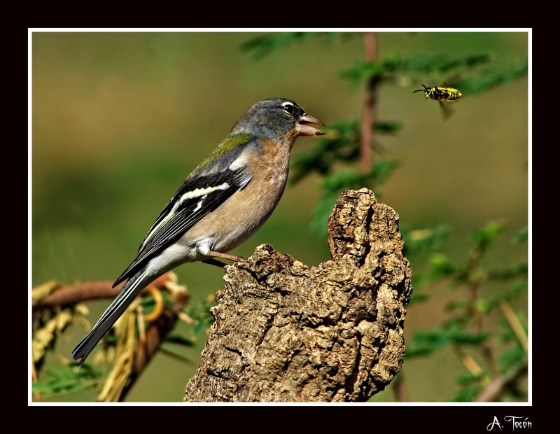 Pinzon y avispa