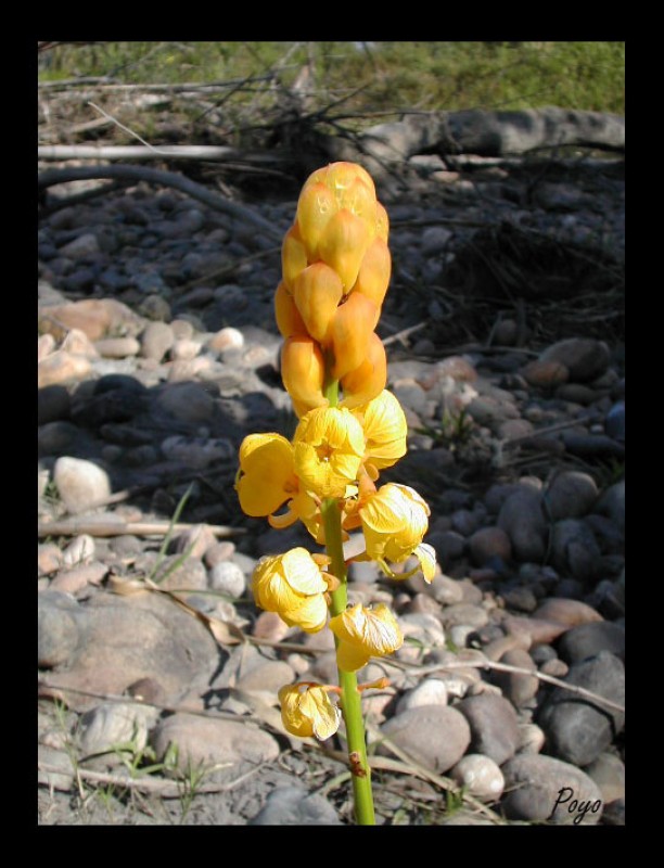 flor del llano