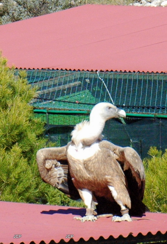 Buitre leonado