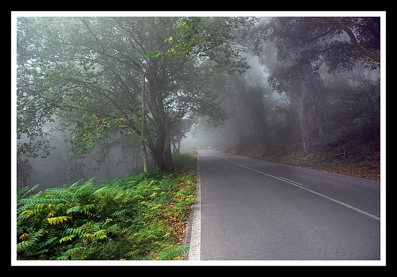 Potente Niebla