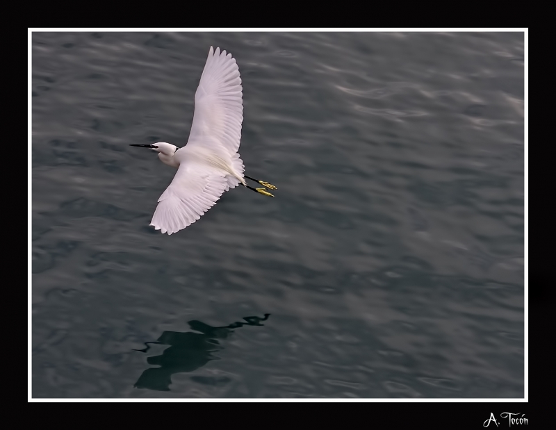 Garcilla al vuelo