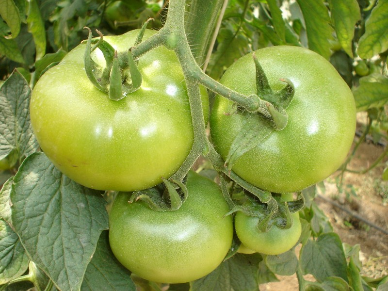 Tomates