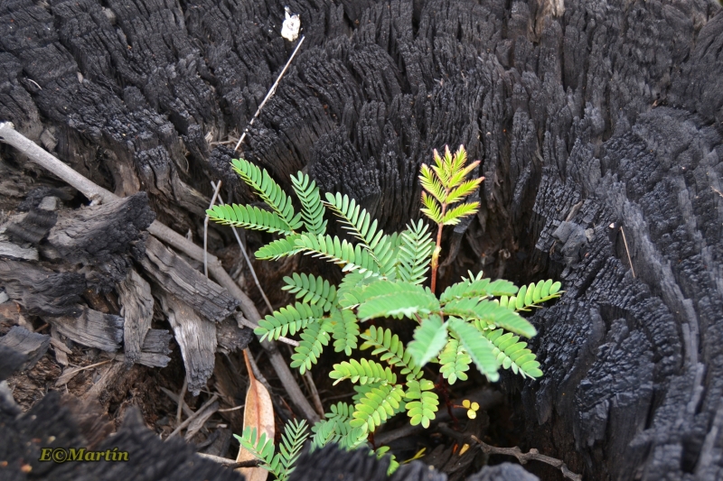 verde esperanza