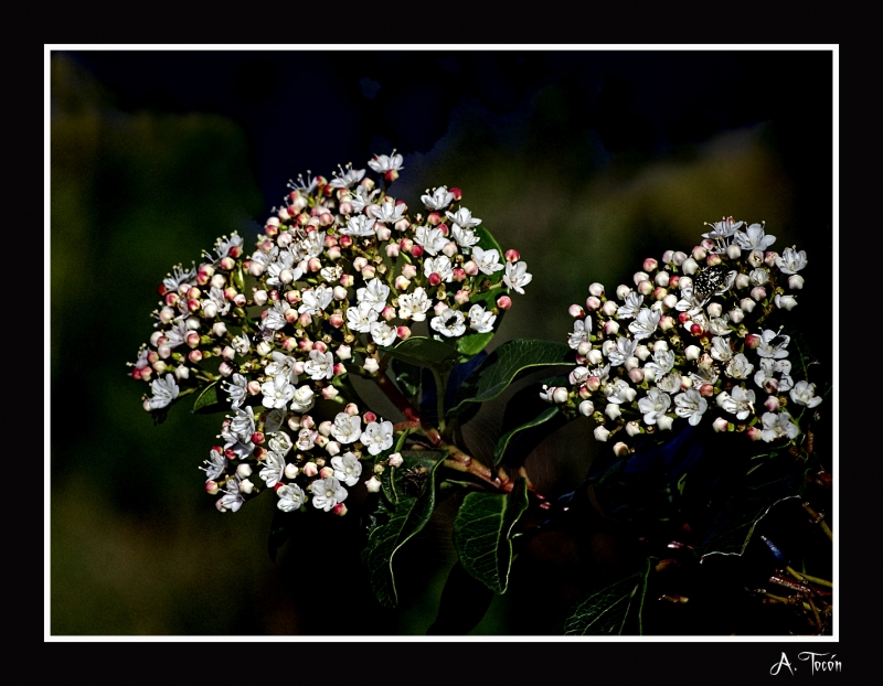 Floreciendo