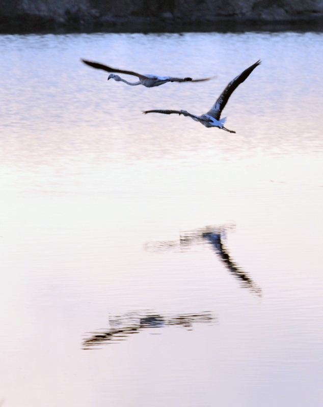 En vuelo