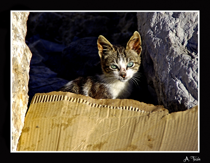 Dia del Gato2