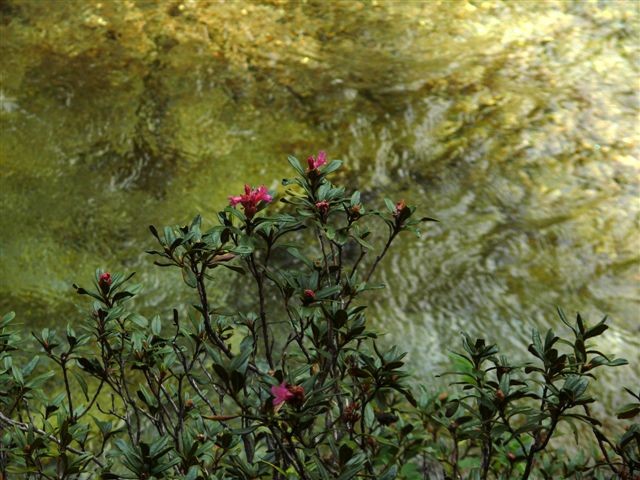 rododendro/neret