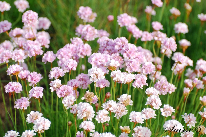 campo de flores