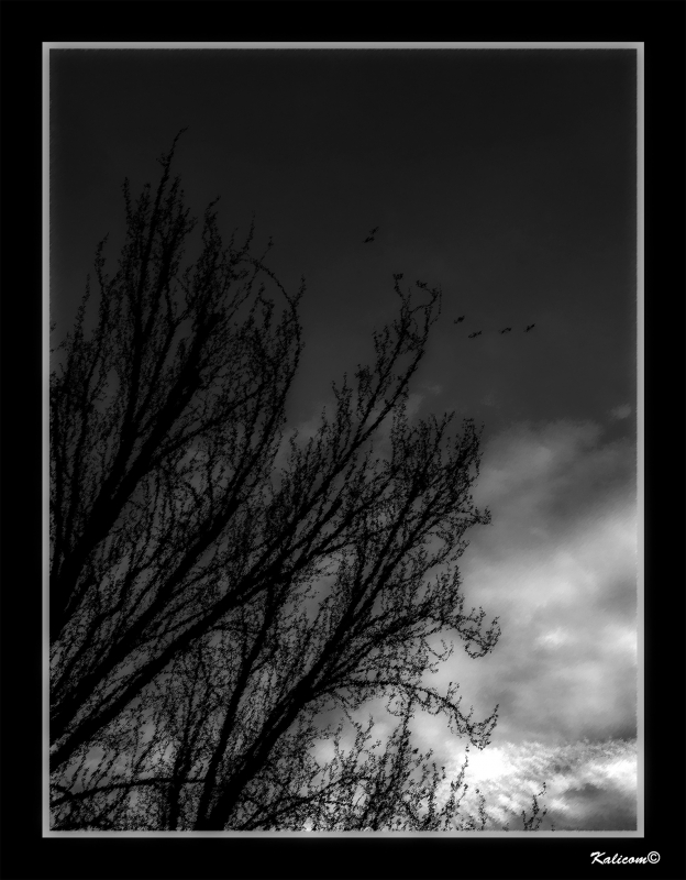 GAVIOTAS SOBRE MADRID