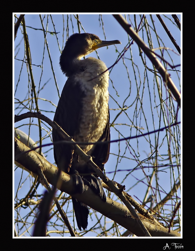 Cormoran en el arbol