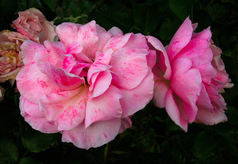 Rosas rosa