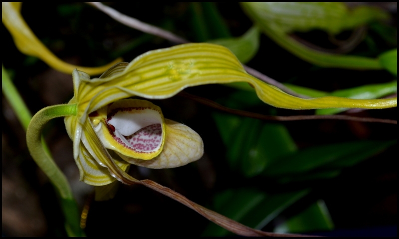 ORQUIDEA 60