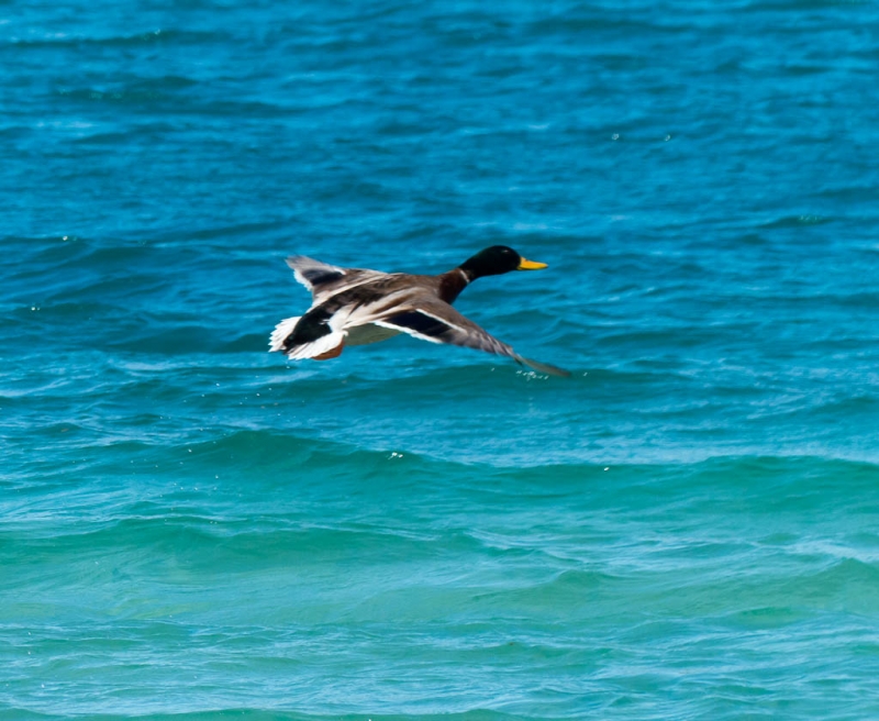 vuelo rasante