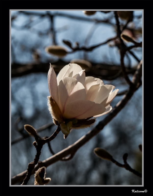 FLOR DE INVIERNO