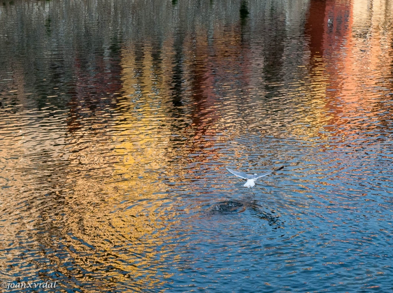 arrancando el vuelo