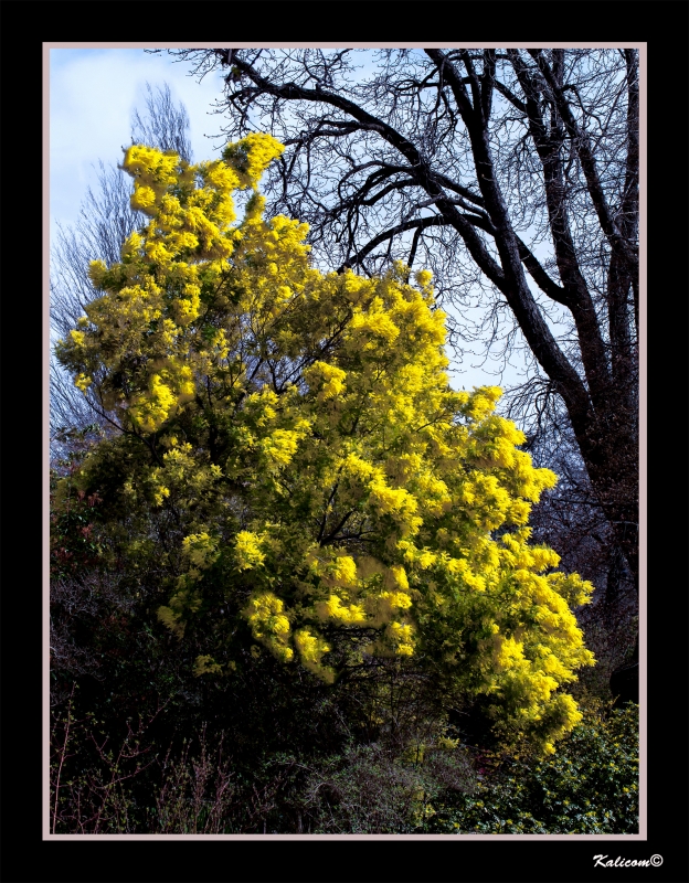 UN RBOL MUY MIMOSO