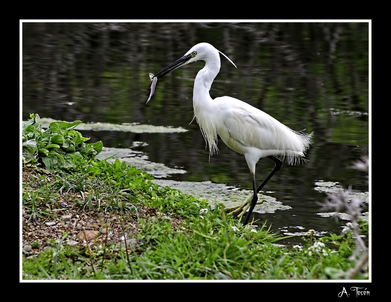 Garcilla pescando