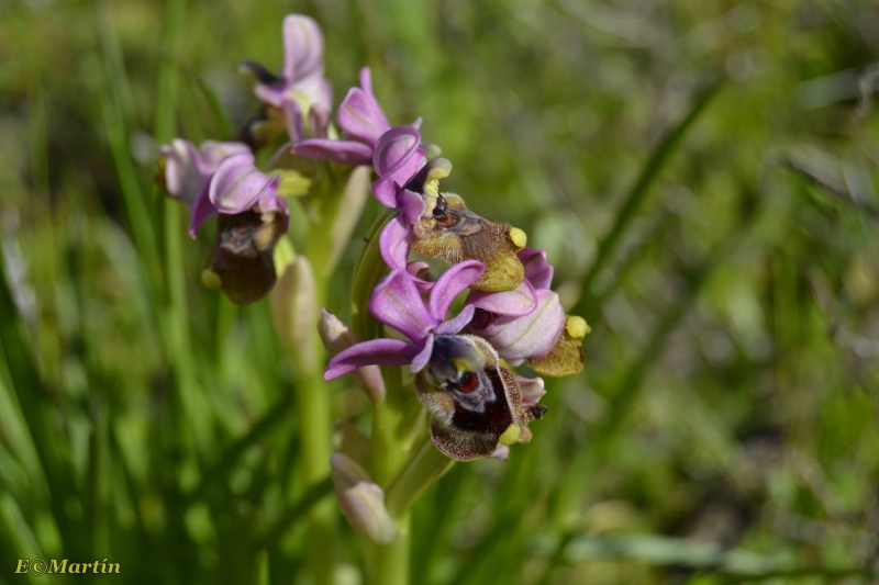 Orqudea Extremea