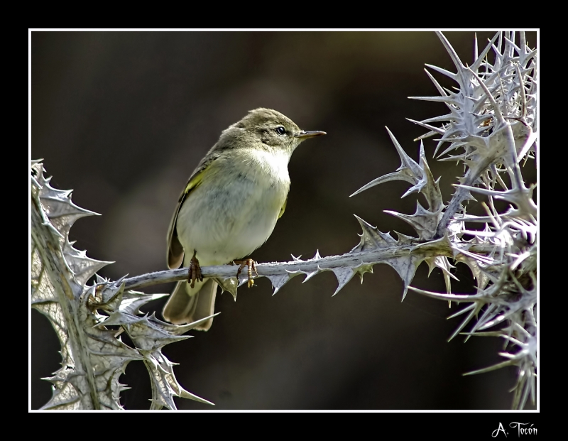 Mosquitero comun