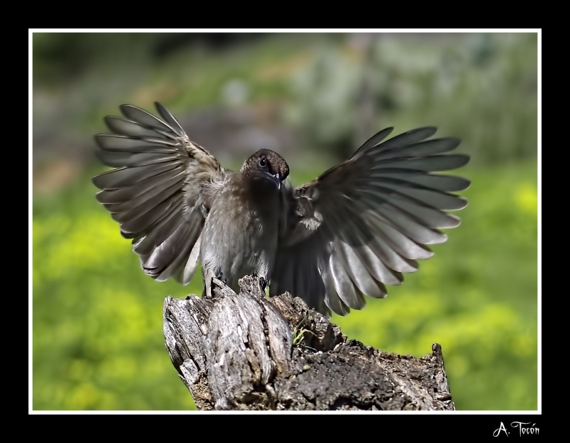 Las alas del Bulbul