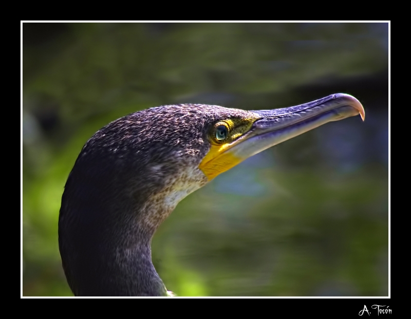 Cormoran