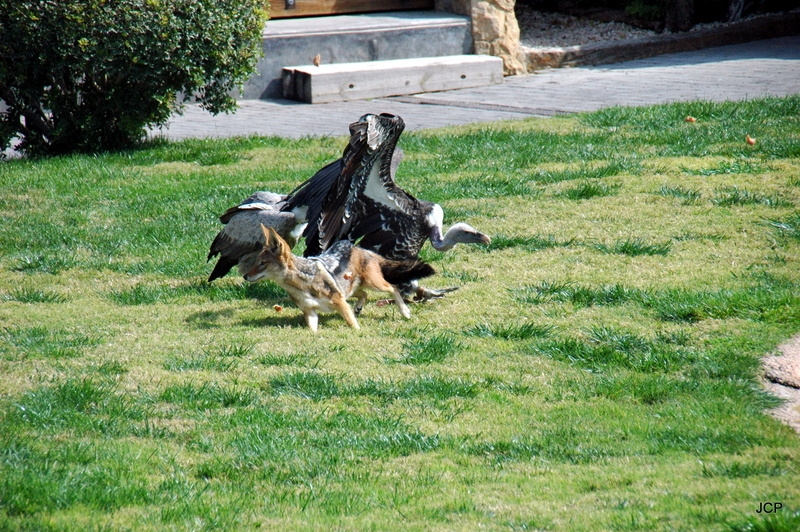 Luchando por la comida