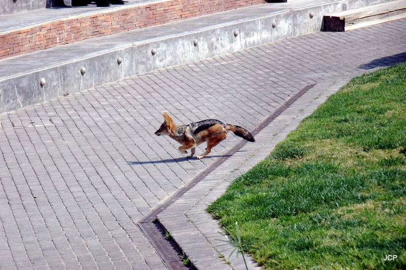 Ya ha comido, el zorro se va.