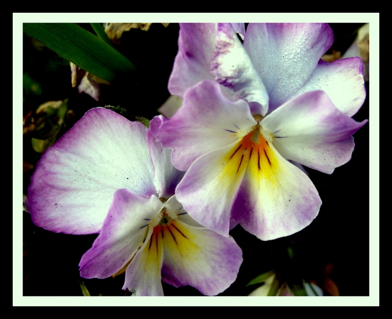 flores lilas