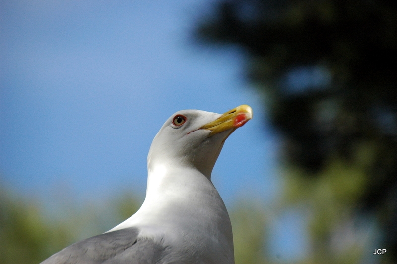 Habitante del Castillo