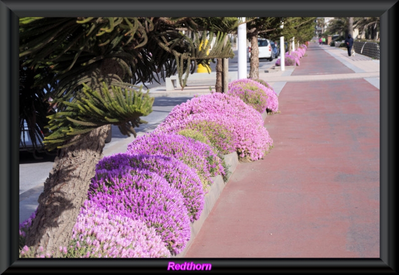 Macizos florales