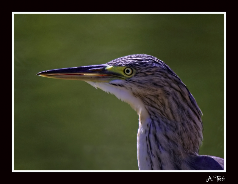 Garza cangrejera