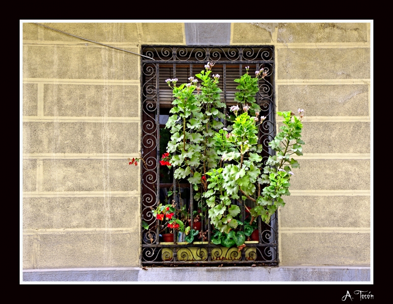 Ventana-Jardin