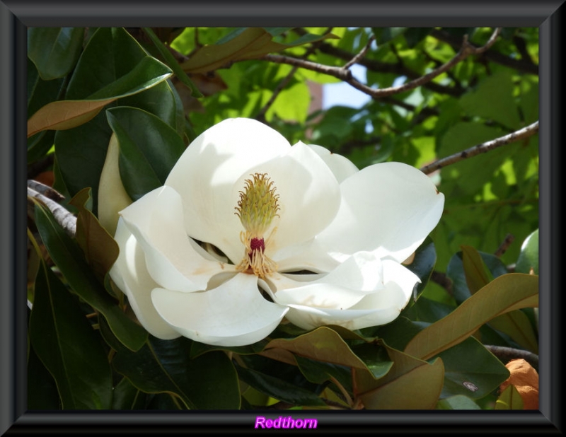 La reina de las Camelias