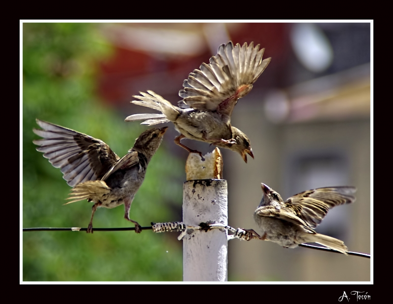 Defendiendo su pan